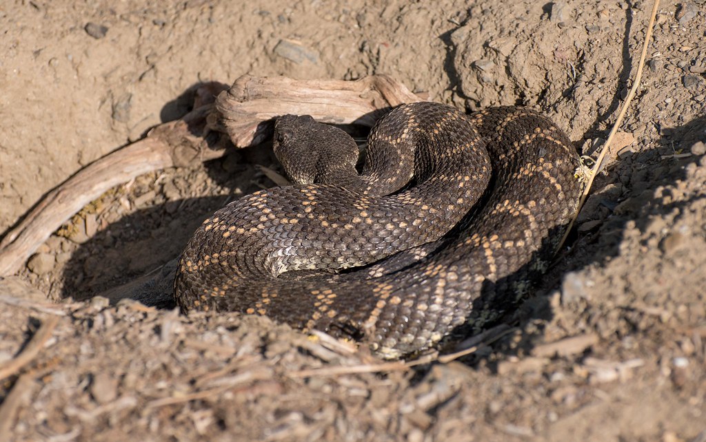 Southern Pacific Rattlesnake