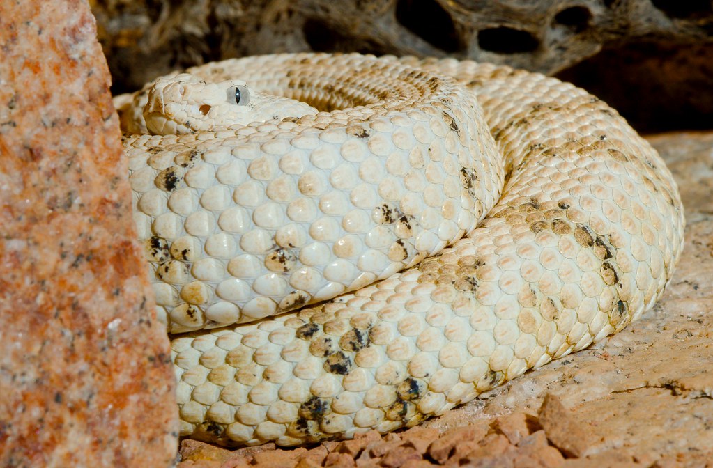 Speckled Rattlesnake