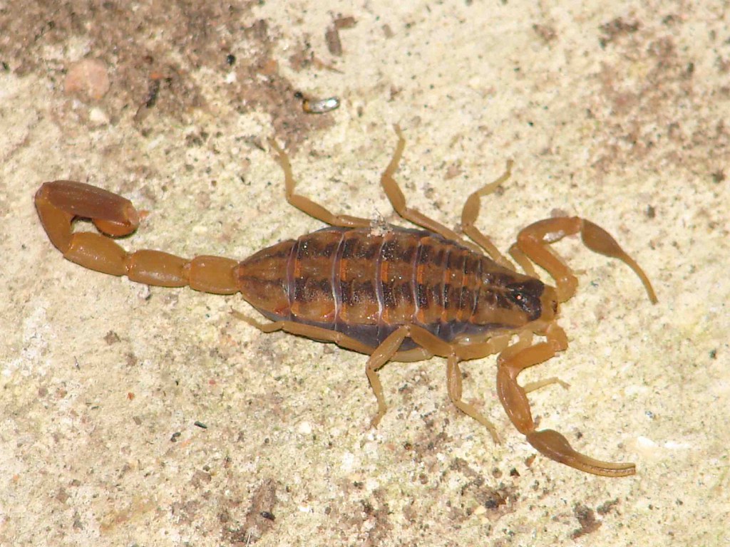 Striped Bark Scorpion