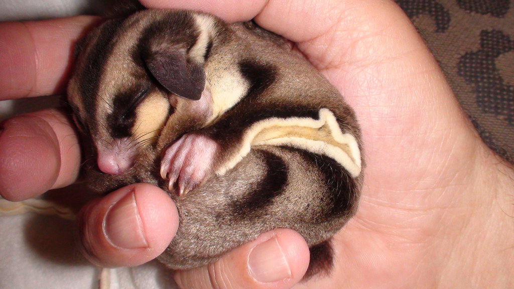 Sugar Gliders