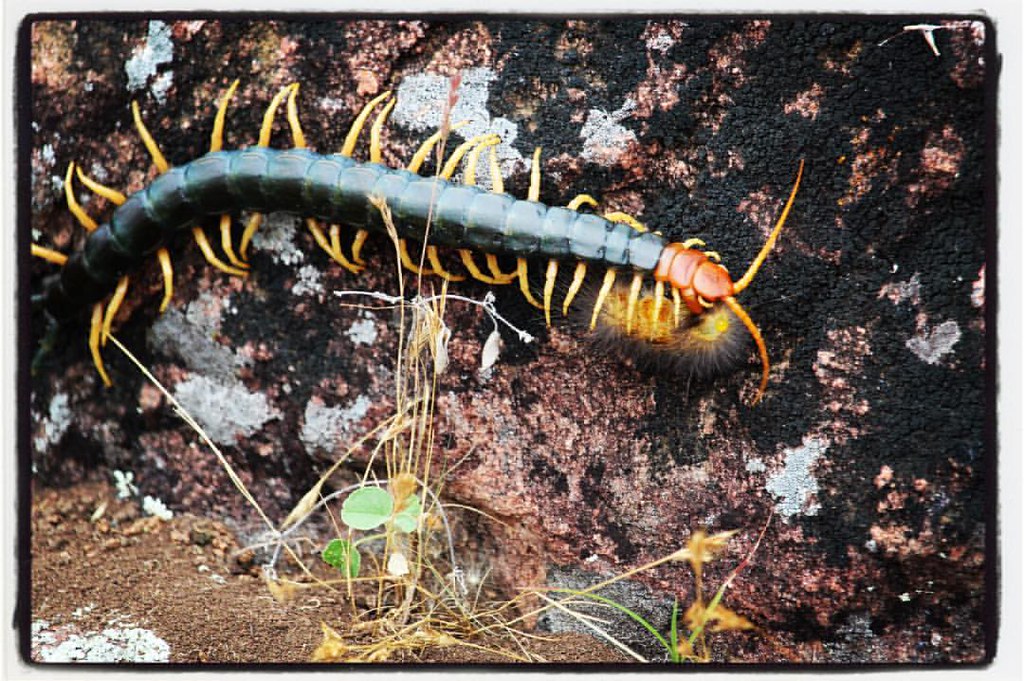 Texas Redheaded Centipede