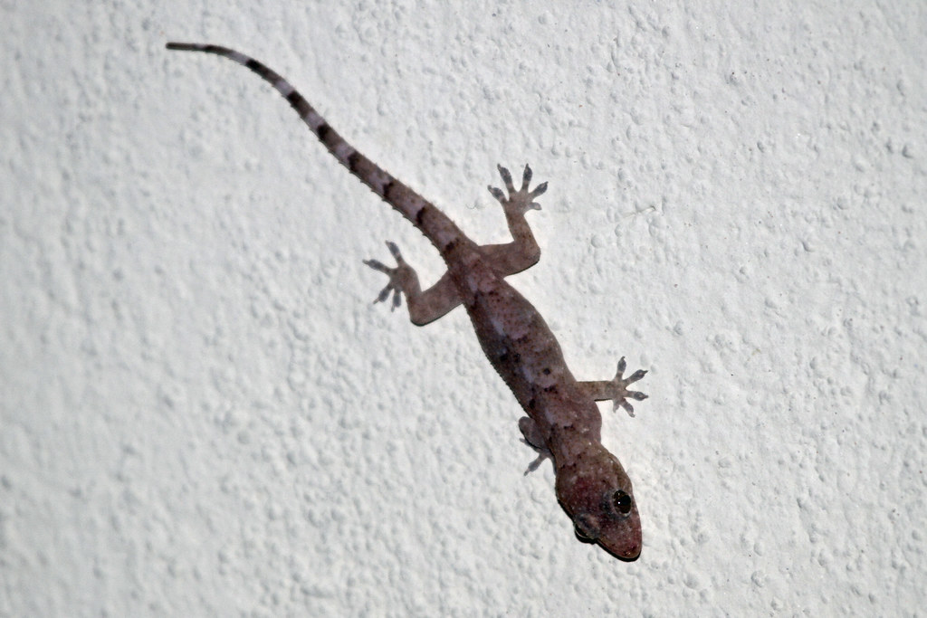 Tropical House Gecko