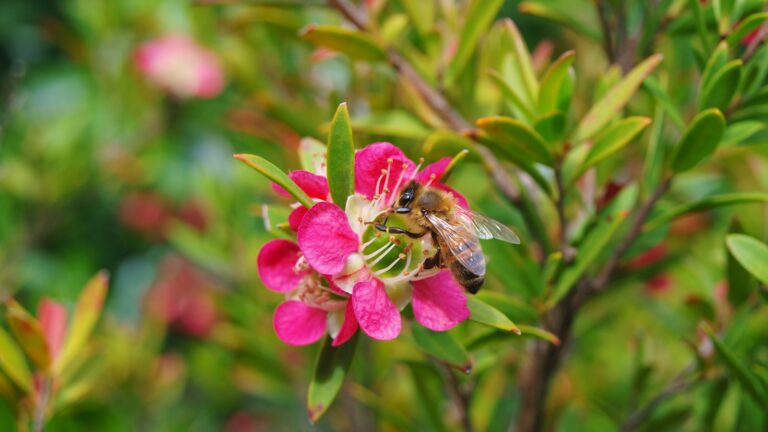 Bee Watch: 6 Species You’ll Spot in New Jersey