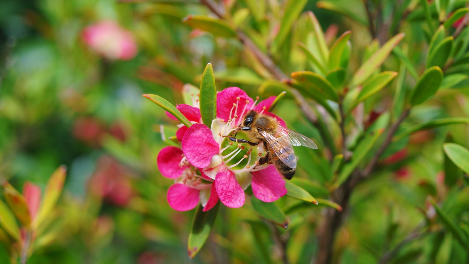 Types of Bees in New Jersey