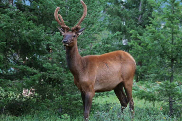 All About Deer Species Found in Tennessee