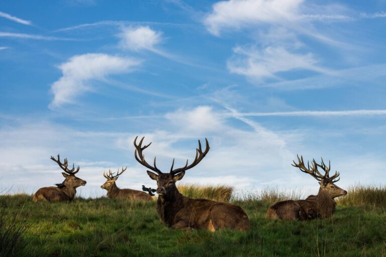 10 Common Deer Species Across the United States