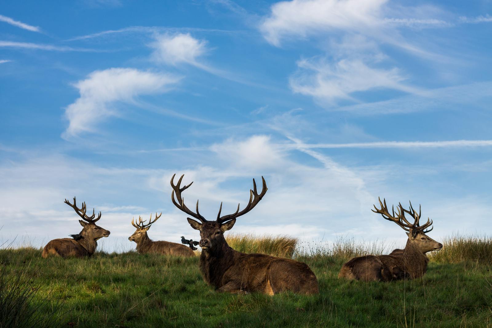 Types of Deer in the US