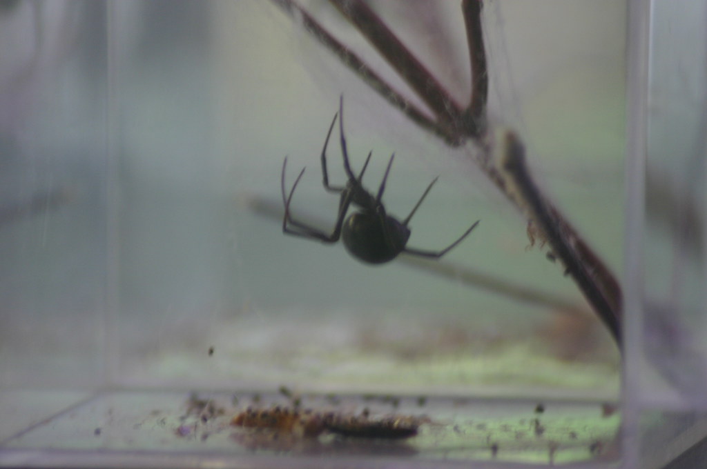 Western Black Widow Spider