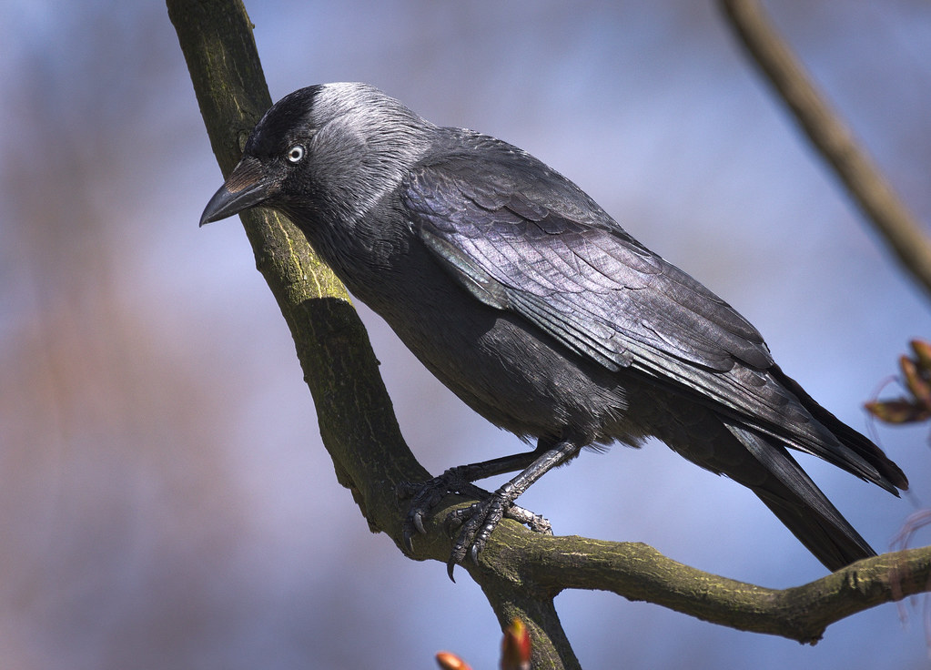 Western Jackdaw