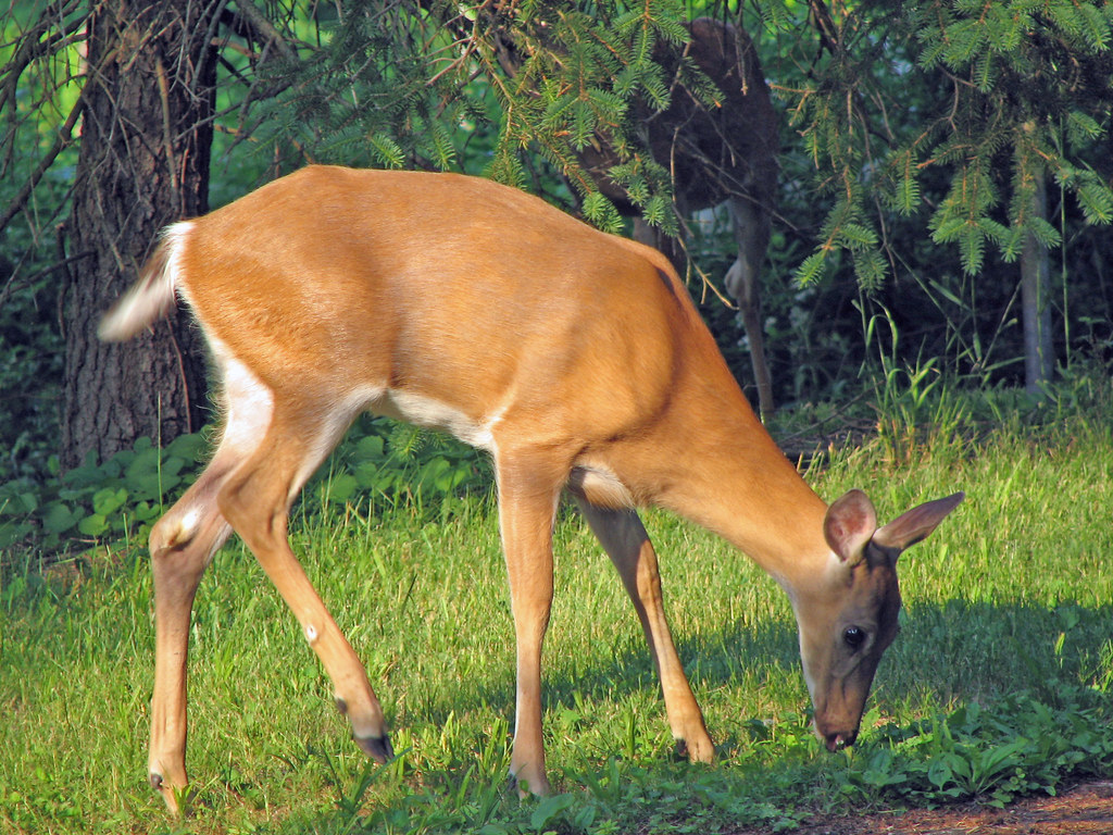 White-Tailed Deer
