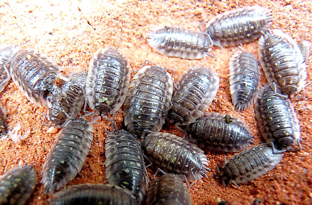 Woodlice