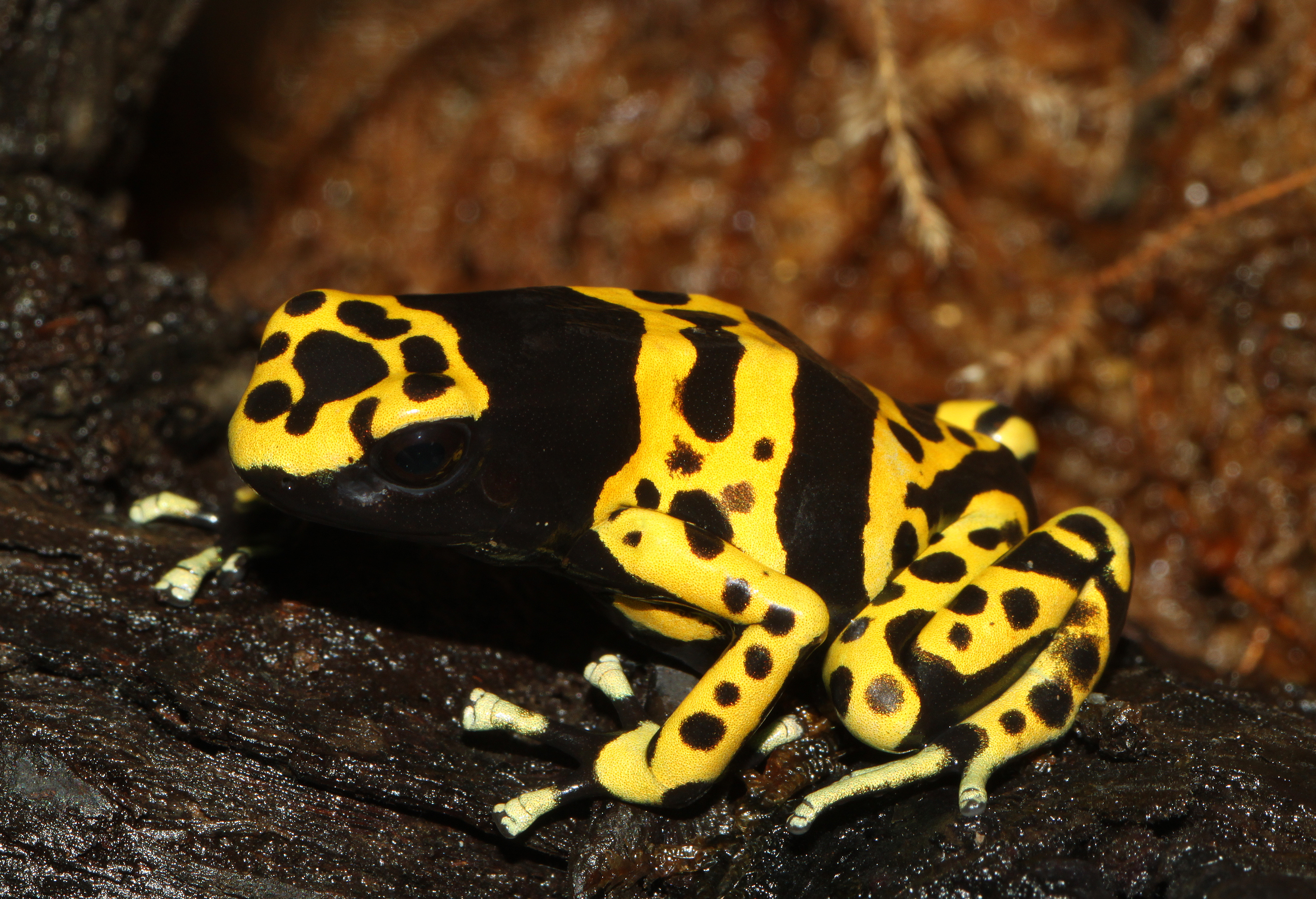 Yellow Poison Dart Frog