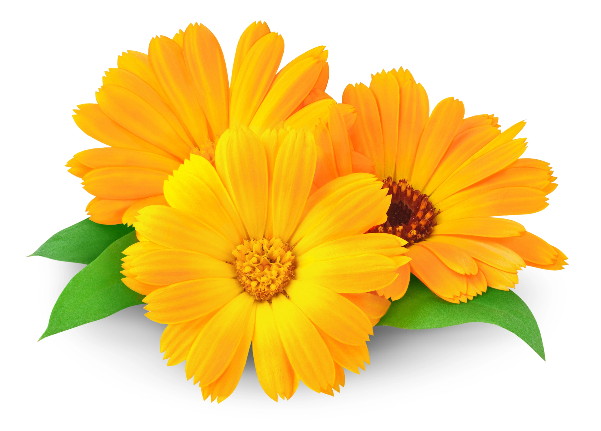 Calendula