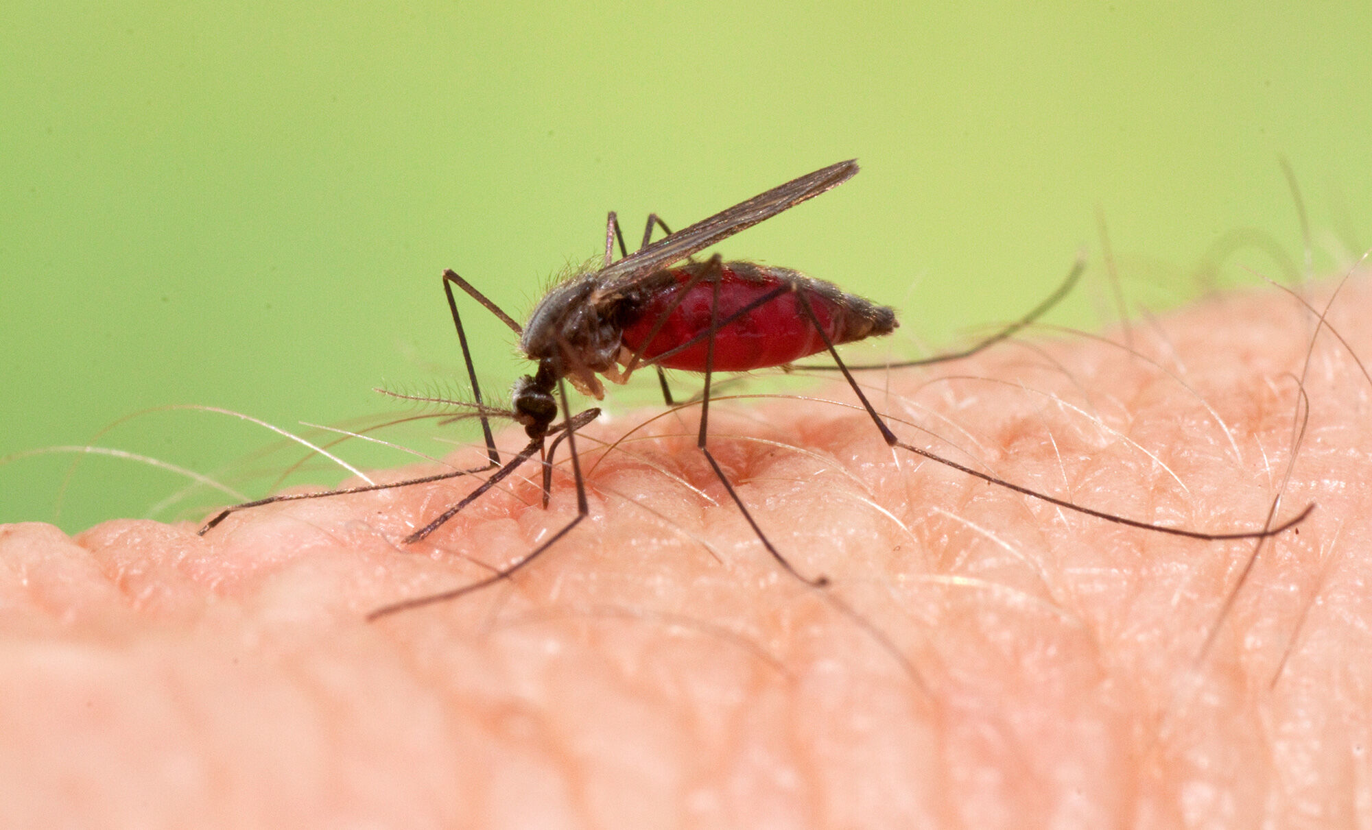 Common Malaria Mosquito