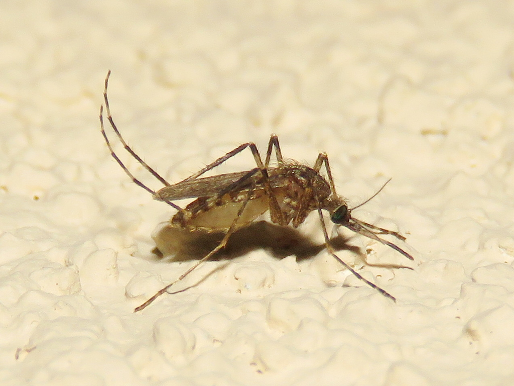 Coquillettidia Mosquito