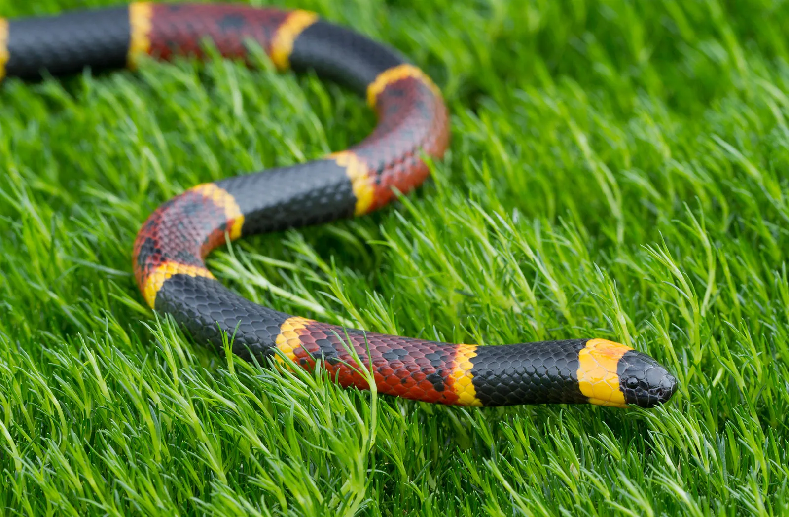 Eastern Coral Snake - types of snakes in tennessee