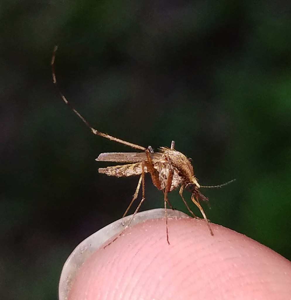Eastern Saltmarsh Mosquito
