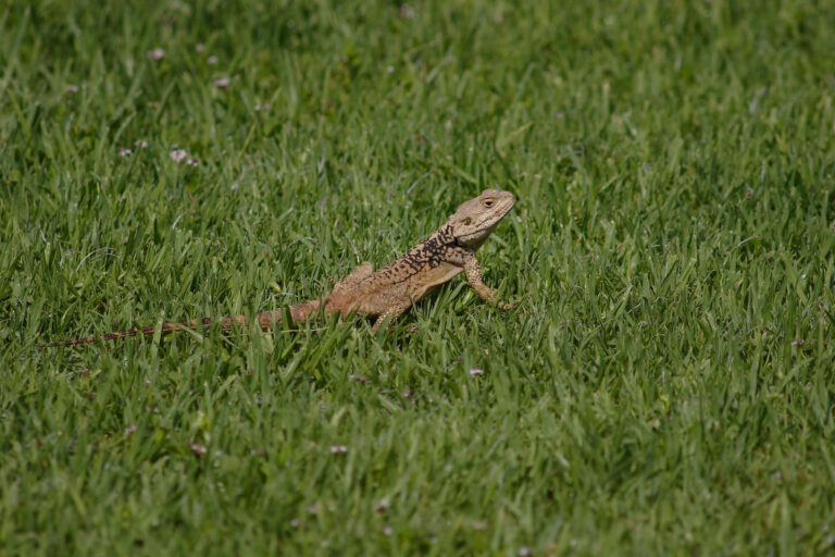4 Lizard Species Found in Maryland’s Wild