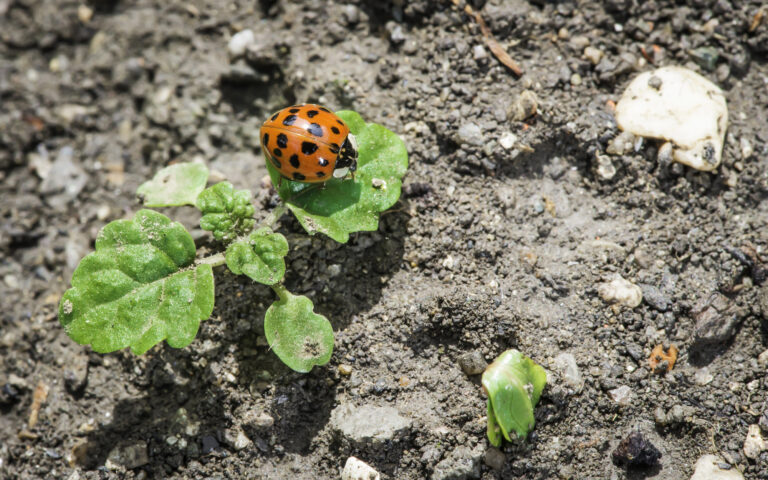 10 Easy-to-Grow Plants That Attract Ladybugs in Florida