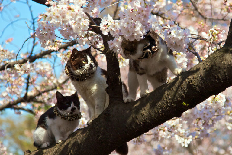 Top 10 Cat Breeds in Japan: A Guide for Pet Lovers