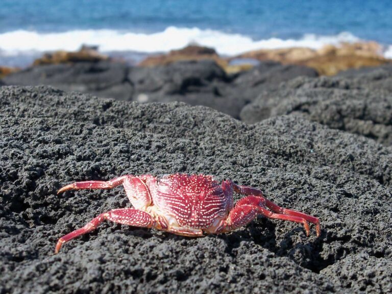 14 Types of Crabs in Hawaii You Might Spot on the Beach