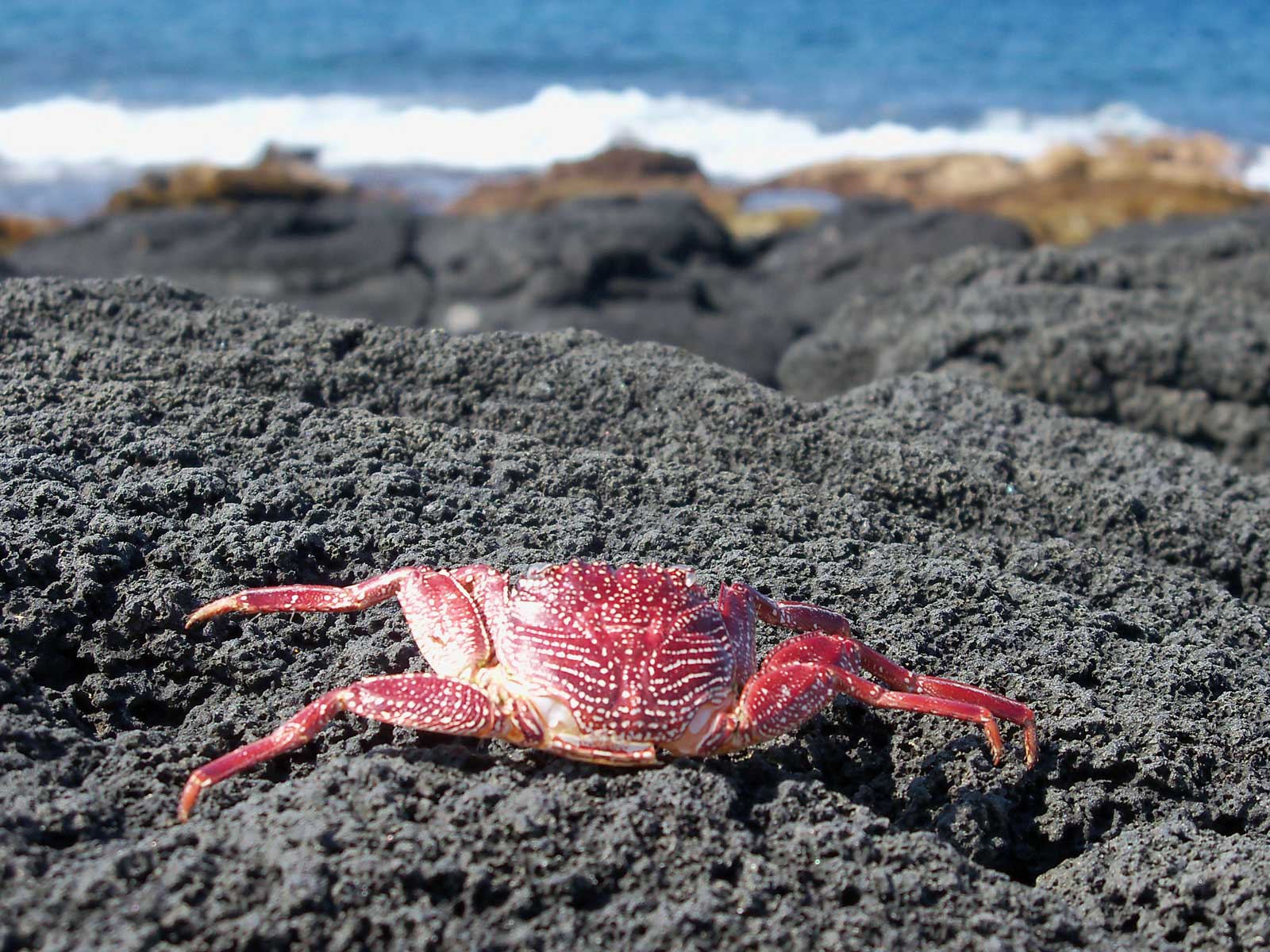 Types of Crabs in Hawaii