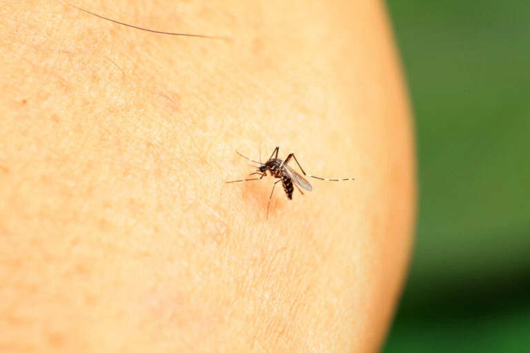 8 Different Types of Mosquitoes in New York