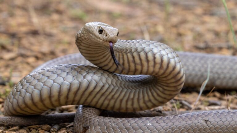 20 Venomous and Non-Venomous Snakes in Australia