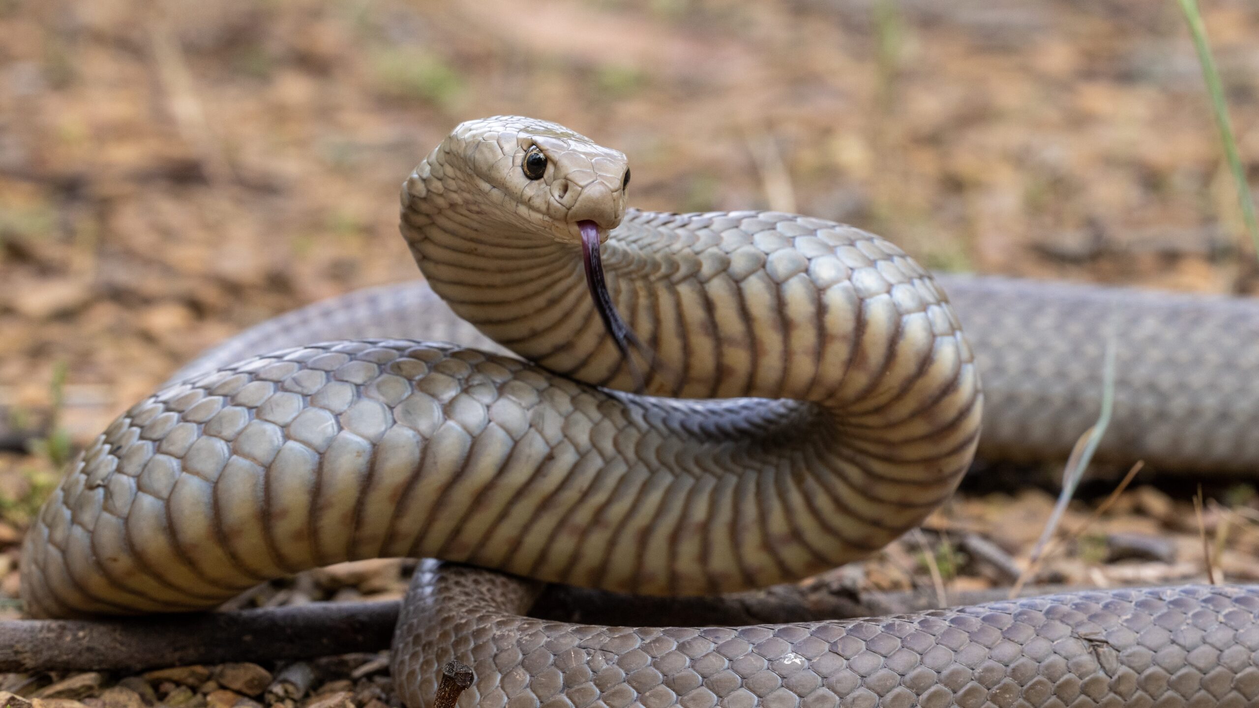 Types of Snakes in Australia