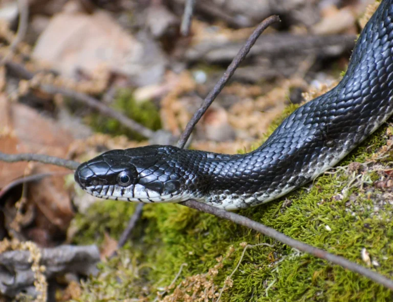 Venomous vs. Non-Venomous: The Snakes You’ll Find in Tennessee