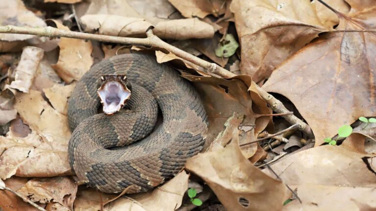 8 Venomous Animals Found in Alabama