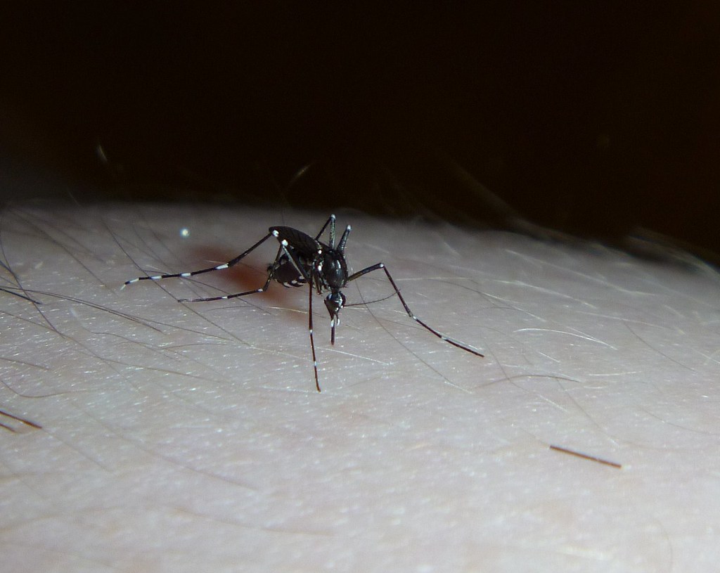 Asian Tiger Mosquito