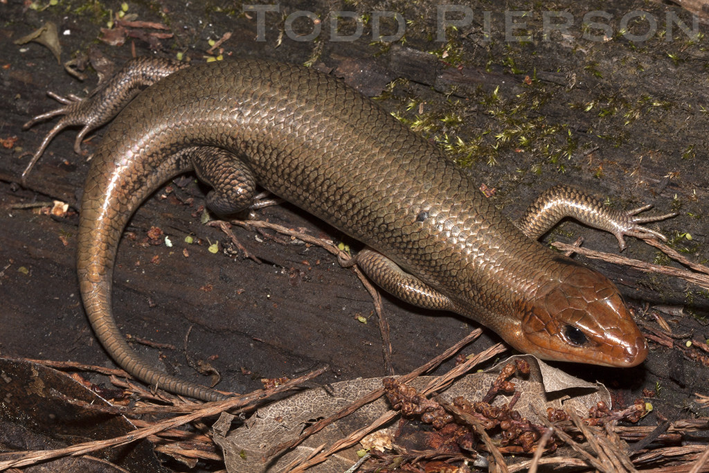 Broad-Headed Skink