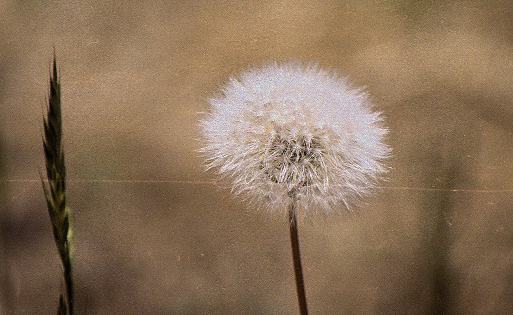 Dandelions