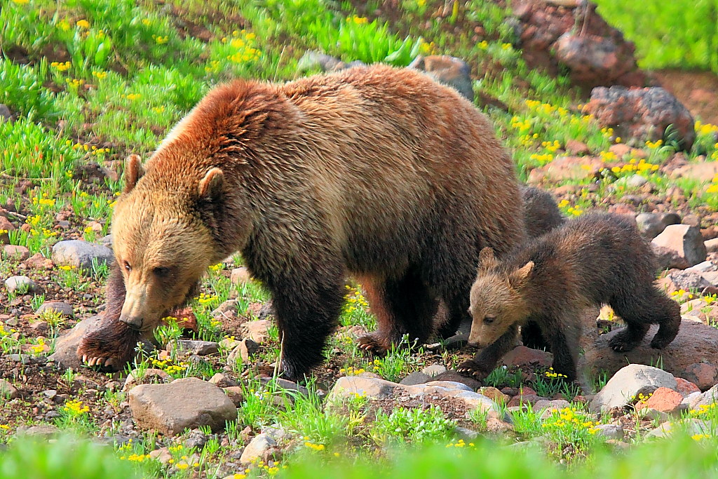 Grizzly Bears