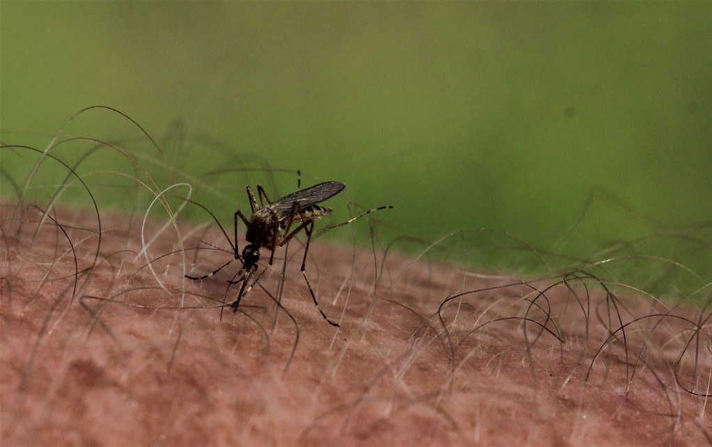 Northern House Mosquito