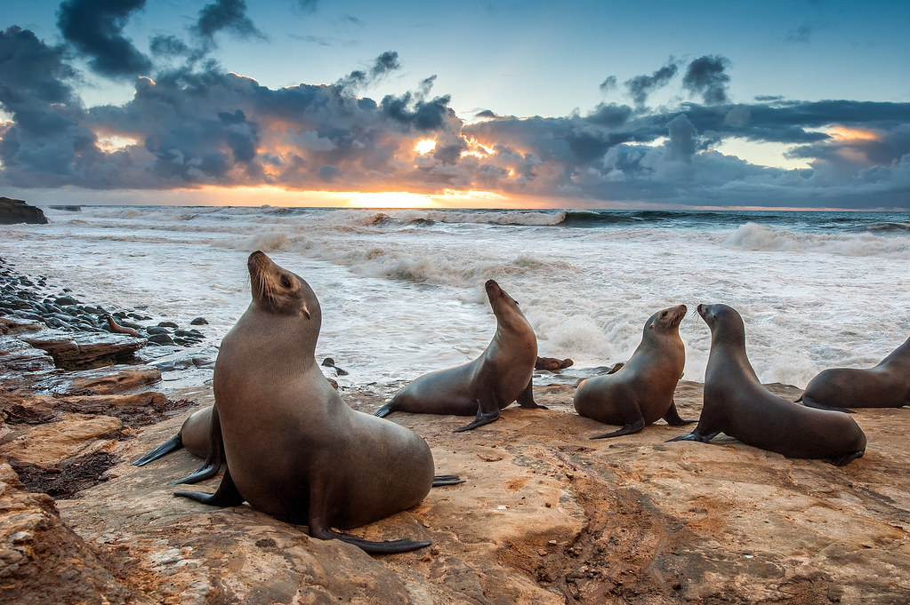 Sea Lions