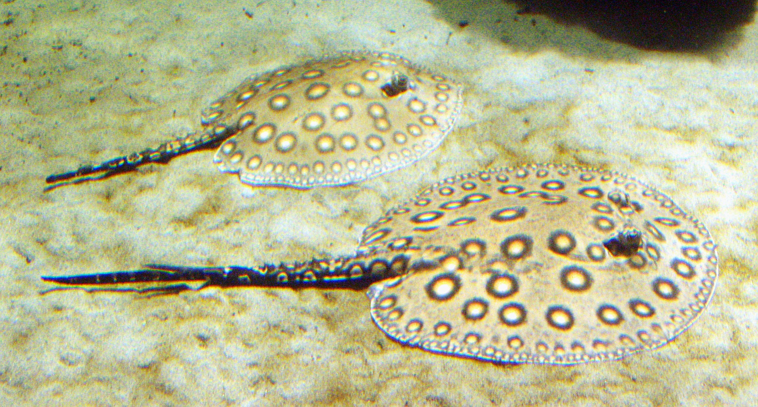 Stingray