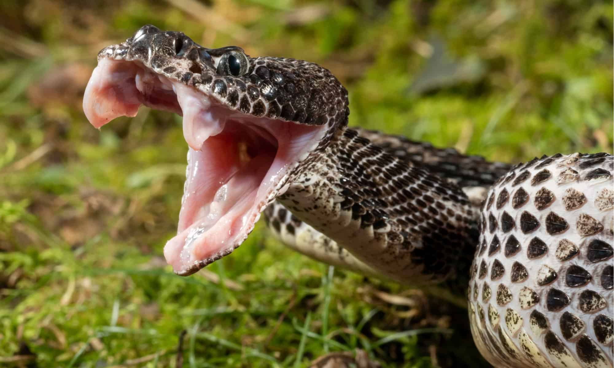 venomous animals in washington state