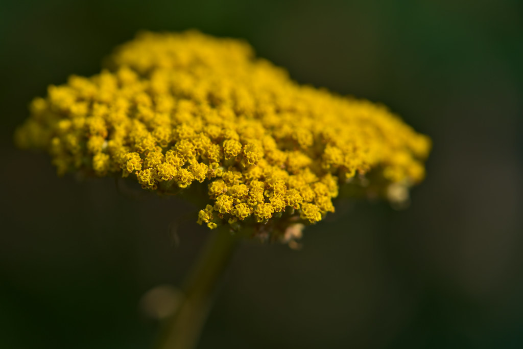Yarrow