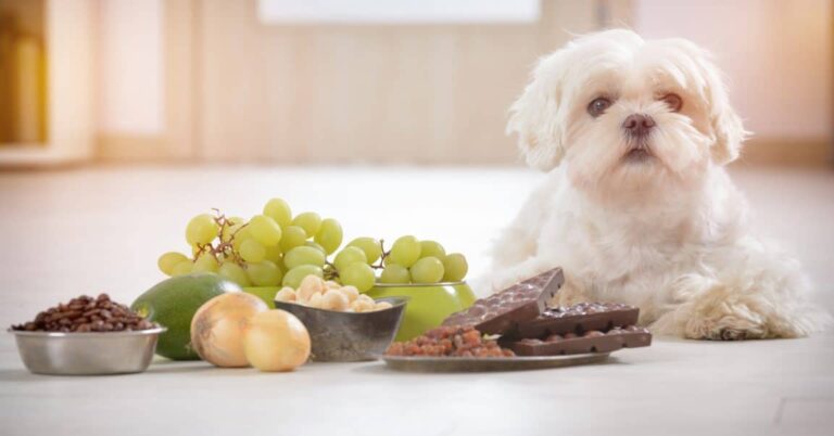 Best Dog Food for Maltese: 7 High-Quality Picks for Optimal Health