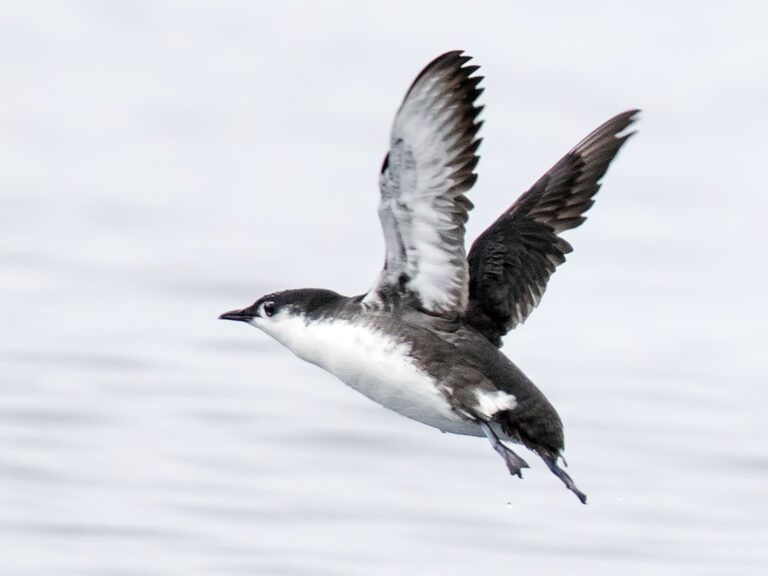 Are There Any Birds That Start with X? Find Out Here