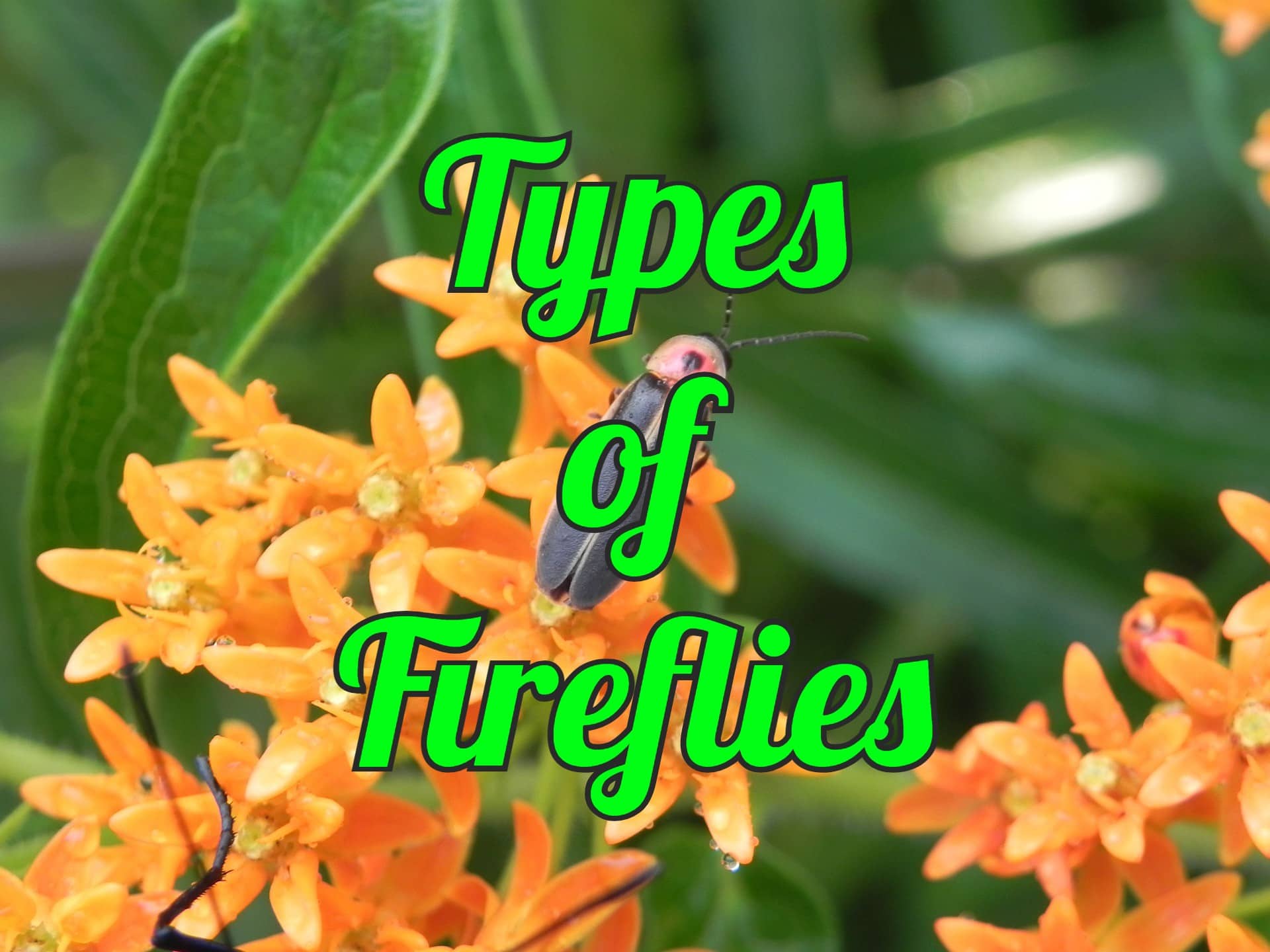 Different Types of Fireflies