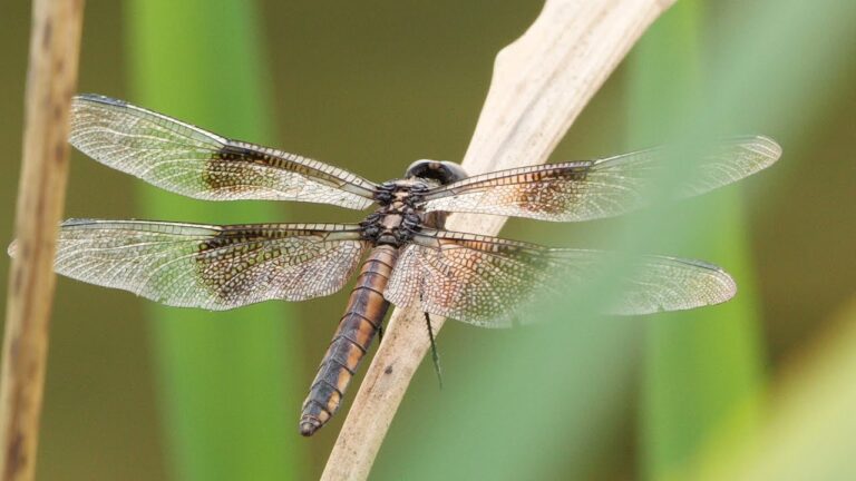 20 Dragonflies Commonly Found in Texas and How to Identify Them