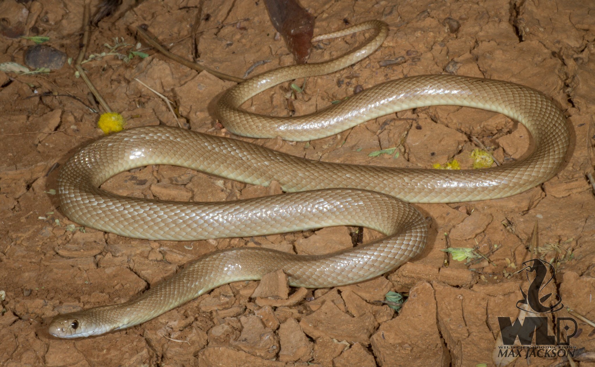 Speckled Brown Snake