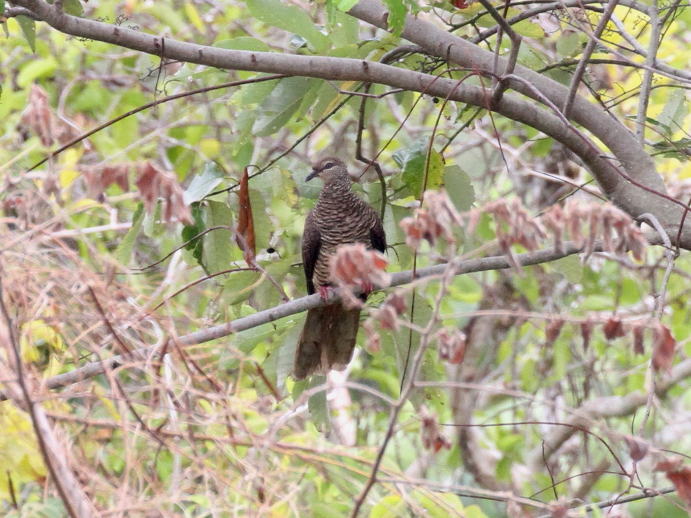 Tanimbar Ground Dove