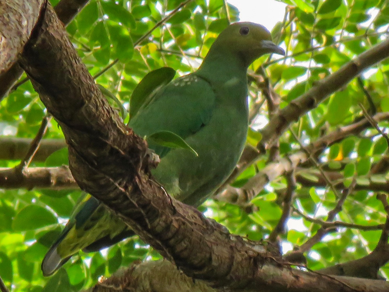 Tanna Ground Dove