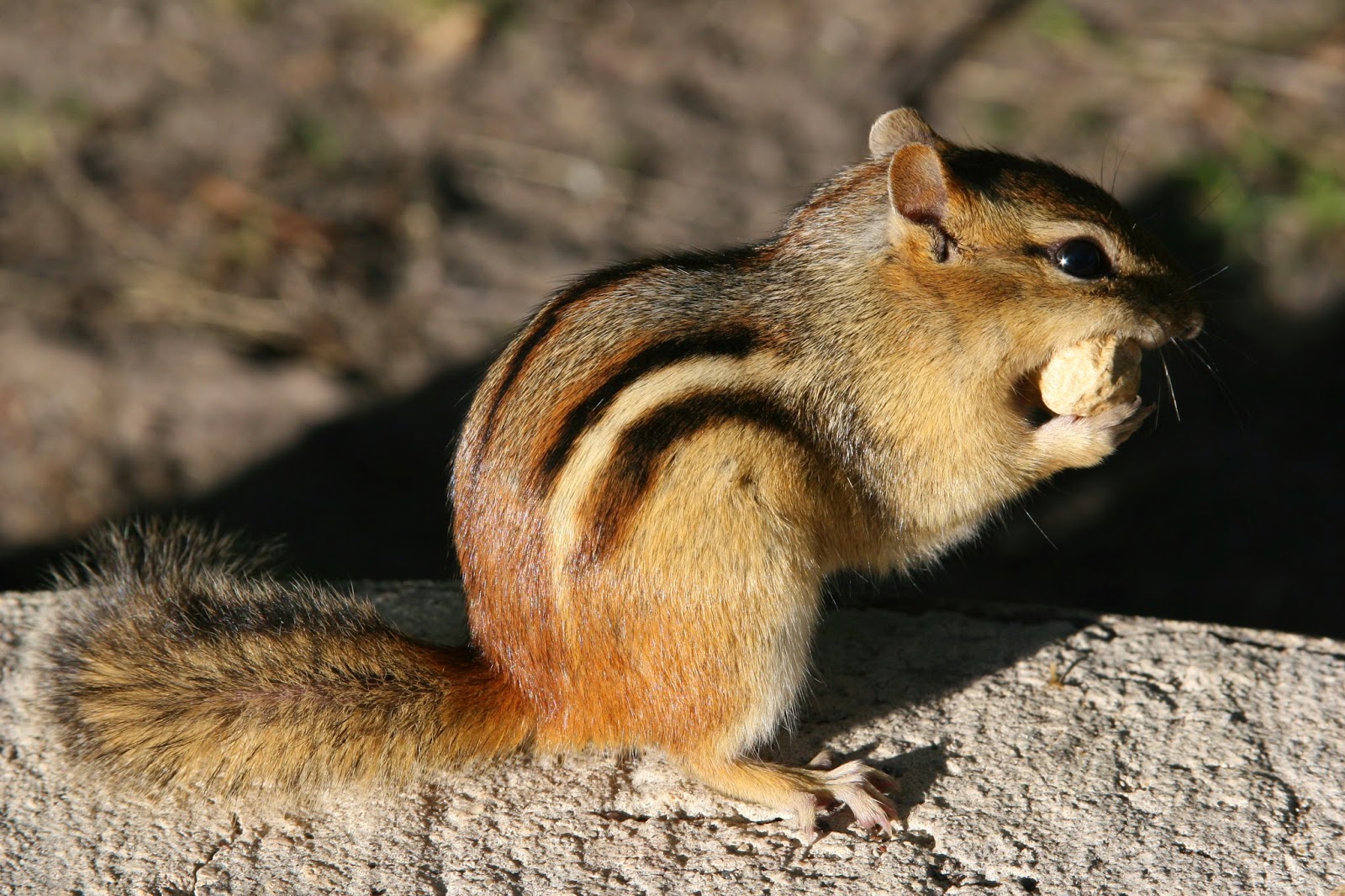 Types of Chipmunks in Michigan