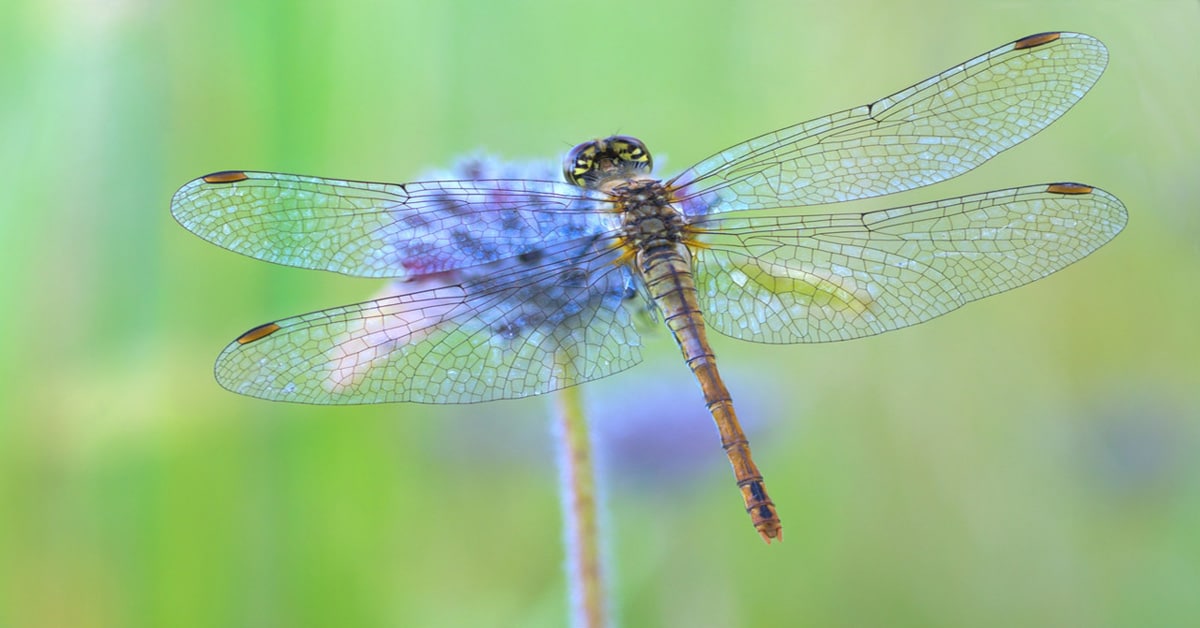 Types of Dragonflies in Wisconsin
