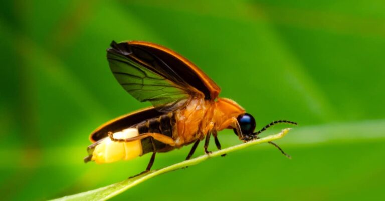 10 Types of Fireflies You Can Spot in Pennsylvania